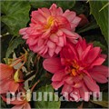 Бегония Funky Pink - 3 шт 10241 - фото 1386