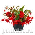 Бегония Funky Scarlet - 3 шт 10242 - фото 1387