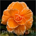 Бегония AmeriHybrid Picotee Lace Apricot - 5 шт 10244 - фото 1390