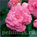 Бегония AmeriHybrid Picotee Lace Pink - 5 шт 10245 - фото 1391