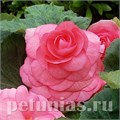 Бегония AmeriHybrid Roseform Pink - 5 шт 10247 - фото 1393