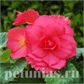 Бегония AmeriHybrid Roseform Rose - 5 шт 10248 - фото 1394