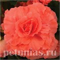 Бегония AmeriHybrid Ruffled Coral Salmon - 5 шт 10250 - фото 1396