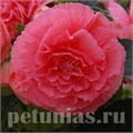 Бегония AmeriHybrid Ruffled Pink - 5 шт 10251 - фото 1397