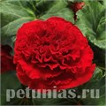 Бегония AmeriHybrid Ruffled Red - 5 шт 10252 - фото 1398