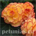 Бегония AmeriHybrid Picotee Sunburst - 5 шт 10255 - фото 1401