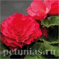 Бегония Nonstop Deep Rose - 5 шт 10257 - фото 1403