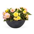 Бегония Nonstop Peach Shades - 5 шт 10262 - фото 1407