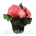 Бегония Nonstop Rose Picotee - 5 шт 10265 - фото 1410