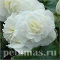 Бегония Nonstop White Improved - 5 шт 10268 - фото 1413