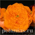 Бегония Nonstop Mocca Bright Orange - 5 шт 10271 - фото 1418