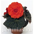 Бегония Nonstop Mocca Deep Orange - 5 шт 10273 - фото 1420