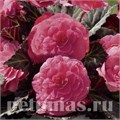 Бегония Nonstop Mocca Pink Shades - 5 шт 10275 - фото 1422
