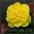 Бегония Nonstop Mocca Yellow - 5 шт 10279 - фото 1428