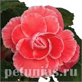 Бегония On Top Melon Lace - 5 шт 10281 - фото 1431