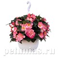 Бегония Nonstop JOY Rose Picotee - 5 шт 10291 - фото 1443