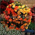 Бегония Illumination Apricot - 5 шт 10293 - фото 1446