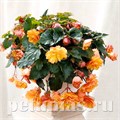Бегония Illumination Golden Picotee - 5 шт 10294 - фото 1447
