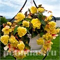 Бегония Illumination Lemon - 5 шт 10295 - фото 1448