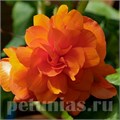 Бегония Illumination Orange - 5 шт 10296 - фото 1449