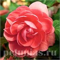 Бегония Illumination Salmon Pink - 5 шт 10298 - фото 1451