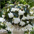 Бегония Illumination White - 5 шт 10300 - фото 1452