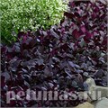 Альтернантера Purple Prince - 3 шт 11268 - фото 1464