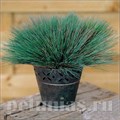 Булавоносец седоватый Spiky Blue - 3 шт 10639 - фото 1468