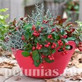 Гаультерия Merry Berry Big Red - 5 шт 10530 - фото 1473