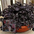 Ирезине Purple Lady - 3 шт 10646 - фото 1477