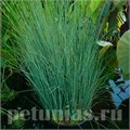 Джункус Blue Arrows - 3 шт 10640 - фото 1479