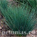 Джункус Blue Dart - 3 шт 10641 - фото 1480