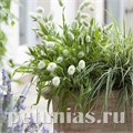 Зайцехвост яйцевидный Bunny - 10 шт 10644 - фото 1483