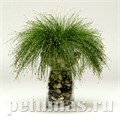 Изолепис изящный Live Wire - 3 шт 10645 - фото 1484