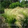 Ковыль Pony Tails - 3 шт 10692 - фото 1485