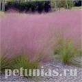 Мюленбергия власовидная Ruby - 3 шт 10787 - фото 1489
