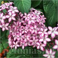 Пентас Glitterati Purple Star - 5 шт 10825 - фото 1500