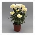 Бархатцы WhiteGold MAX - 5 шт 10189 - фото 1504