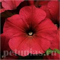 Петуния Easy Wave Berry Velour - 5 шт 10850 - фото 1505