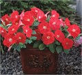 Петуния Trilogy Scarlet - 5 шт 10933 - фото 1506