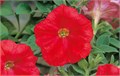 Петуния Trilogy Scarlet - 5 шт 10933 Петуния Trilogy Scarlet - 5 шт 10933