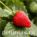 Клубника Estavana F1 -  3 шт 10021 - фото 1513