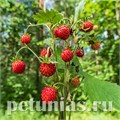 Земляника лесная Mignonette -  5 шт 10019 - фото 1516