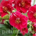 Клубника Summer Breeze Rose F1 - 3 шт 10027 - фото 1523