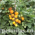 Томат ультракомпактный F1 Lemon Sherbet - 3 шт 11392 - фото 1540