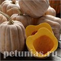 Тыква Autumn Frost - 3 шт 11393 - фото 1543