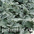 Цинерария морская карликовая Quicksilver - 10 шт 11235 - фото 1574