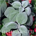 Плектрантус Silver Shield - 3 шт 10635 - фото 1579