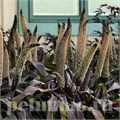 Пеннисетум Ornamental Millet Copper Prince - 3 шт 10631 - фото 1580