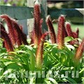 Пеннисетум Ornamental Millet Jade Princess - 3 шт 10632 - фото 1581
